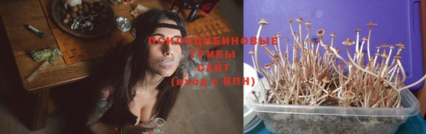 стаф Ельня